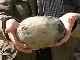 【蜗牛电竞】這個嘔吐物超金貴!價值上億春藥原料被他拾獲(送禮自用兩相宜~