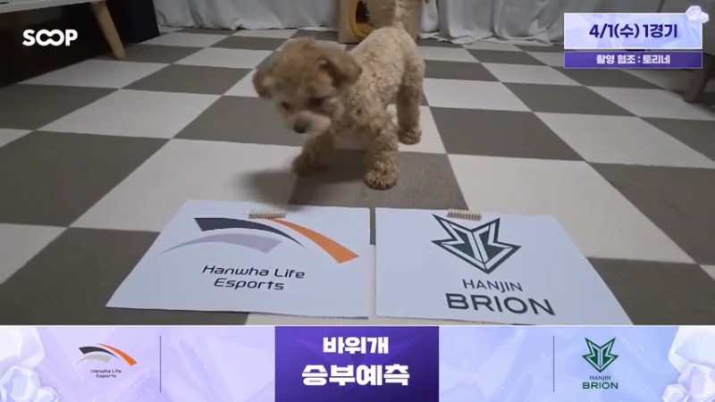 【蜗牛电竞】蟹哥被煮了吗？！LCK赛前狗狗预测：HLE胜BRO T1胜KT